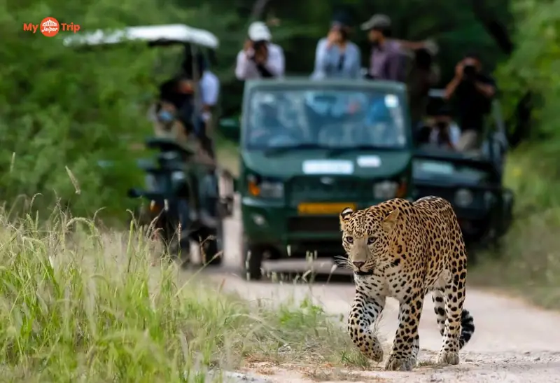 Jhalana Safari