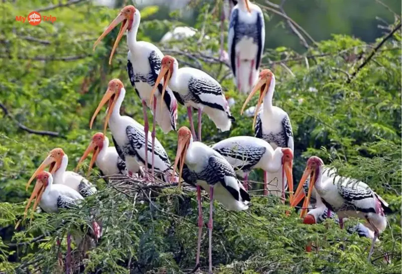 Keoladeo Bird Sanctuary