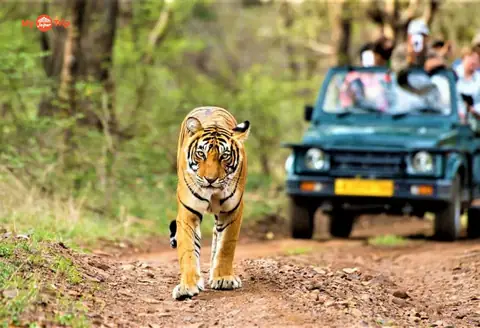 Kumbhalgarh Safari