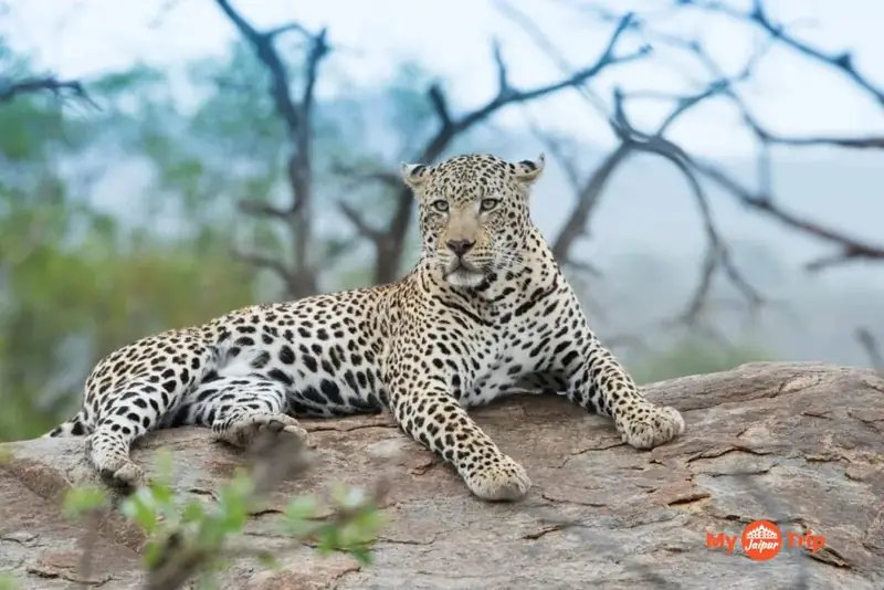 Leopard Safari
