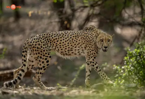 Ranthambore