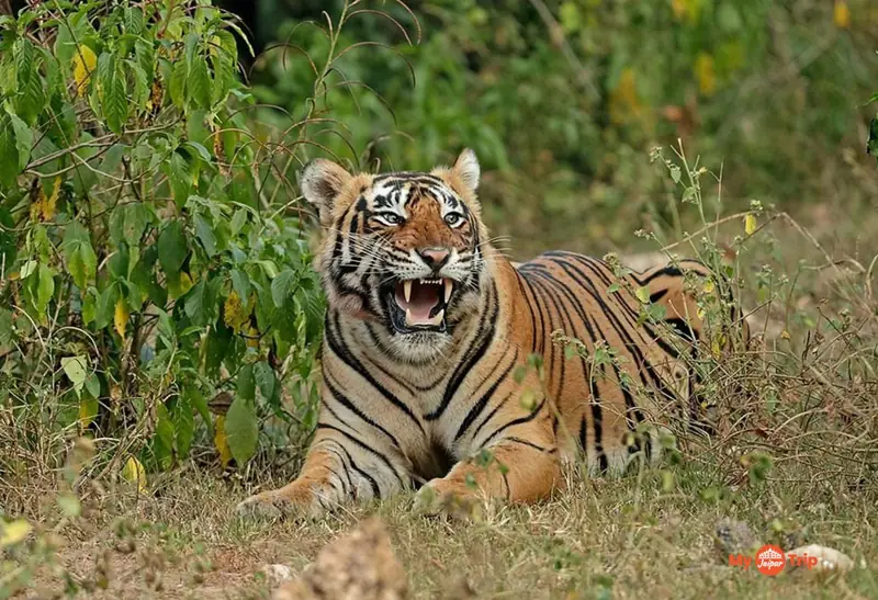 Sariska