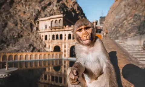 Galta Ji (Monkey Temple) - photo 2